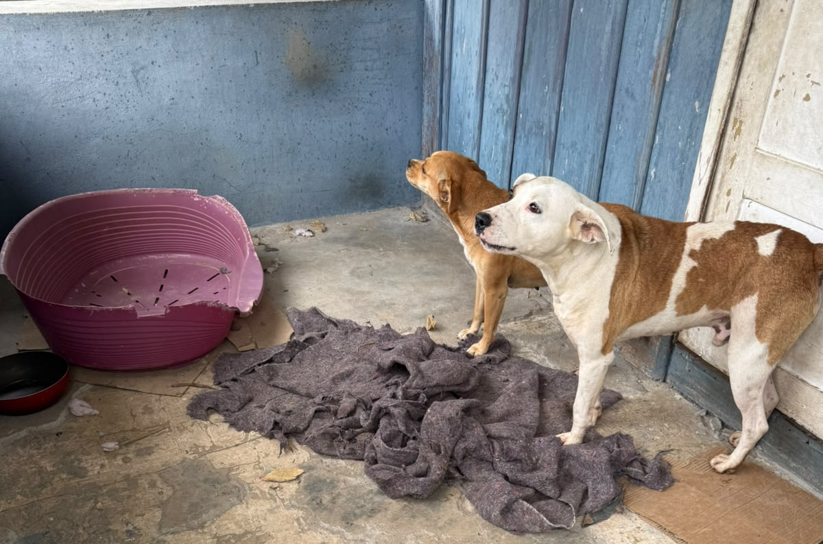 Mulher é presa em flagrante por abandonar dois cachorros no Progresso