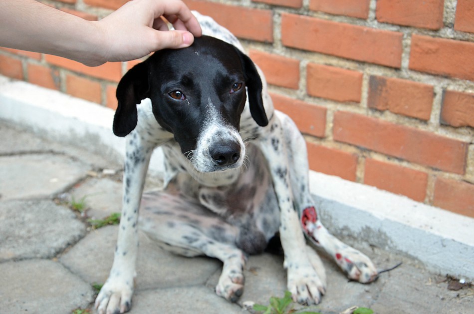 Mais de 60 animais atendidos em junho 
