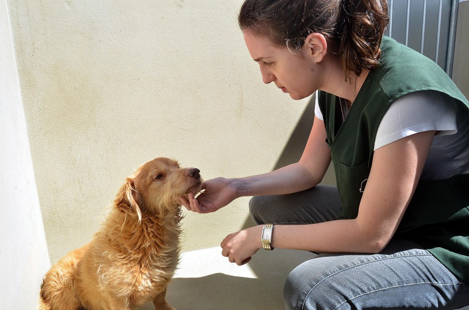 Toby, Branco e Bidú são os primeiros cachorros atendidos no Cepread