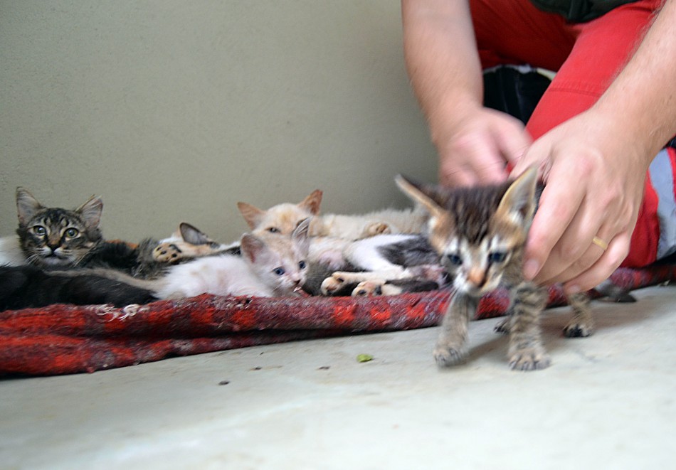 Diretoria de Bem-Estar Animal atende 280 animais no mês de junho