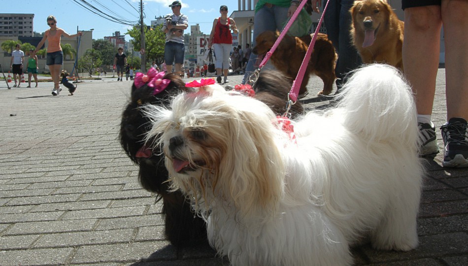 Inscrições para a Cãominhada já estão abertas