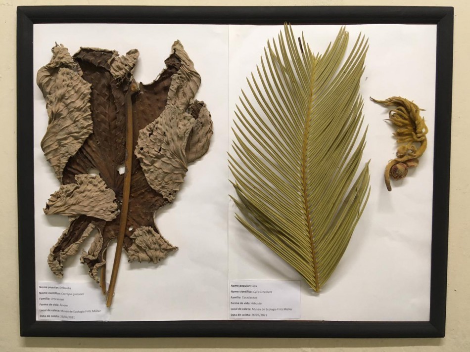 Exposição de Exsicatas é promovida no Museu Fritz Müller