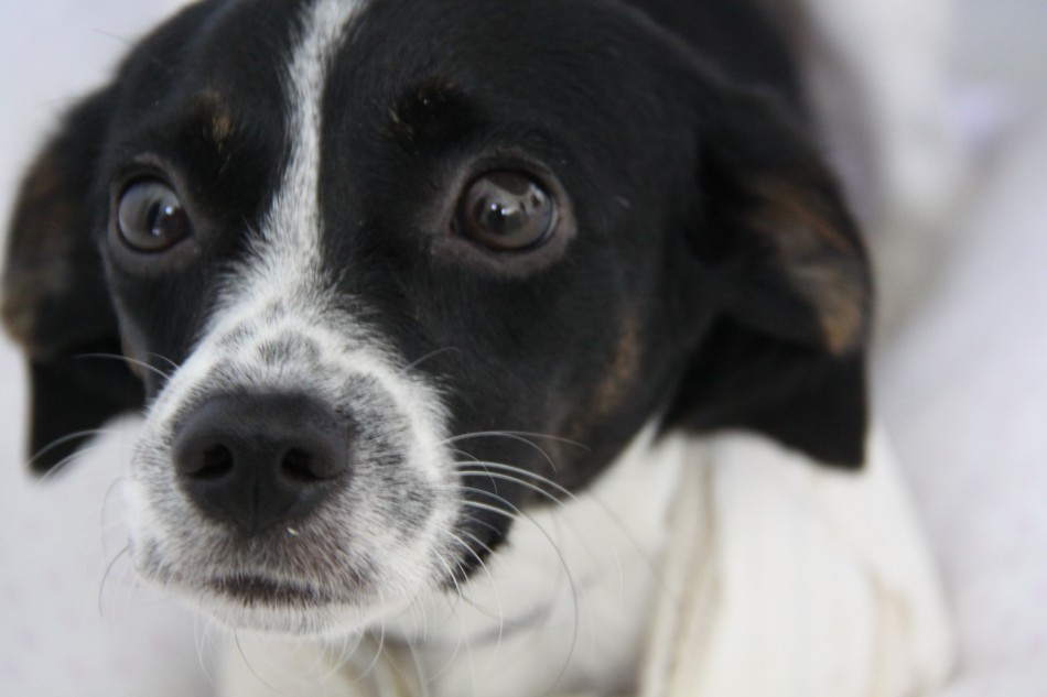 Animais do Cepread recebem treinamento