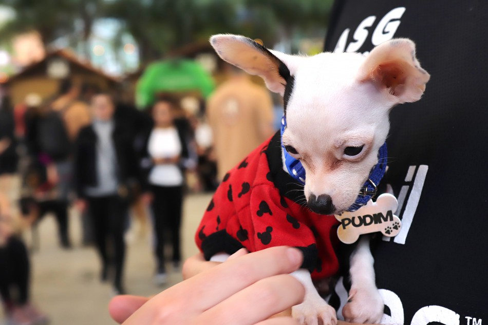 Mais de 1,2 mil animais já foram cadastrados no Censo Pet em Blumenau