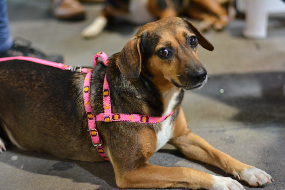 Prefeitura de Blumenau promove mutirão gratuito de castração de animais no Parque Vila Germânica